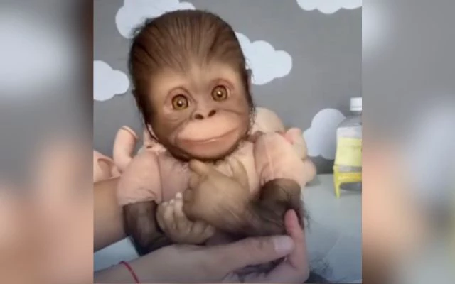 Deputado da causa animal critica onda de “pet reborn”: “Bizarra”