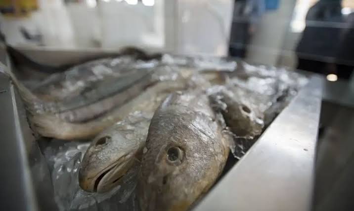 Ciguatera: Secretaria de Saúde de Natal recomenda evitar consumo de peixes ‘sob suspeita’