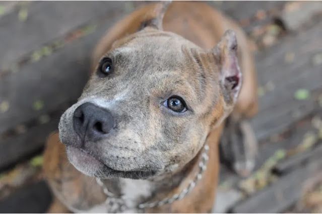 Filhote de cachorro ataca e mata bebê de um mês enquanto pais dormiam