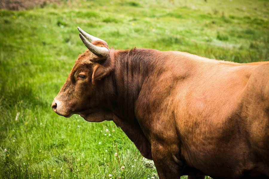 Justiça condena dono de animal a indenizar motorista em R$ 8 mil por danos após acidente no RN