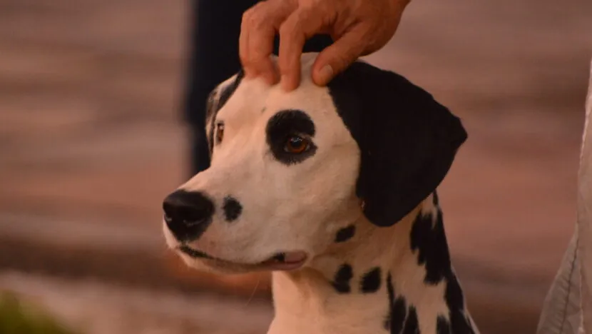 Nova lei regulamenta creches e hospedagens para pets em Natal; multas podem chegar a R$ 5 mil