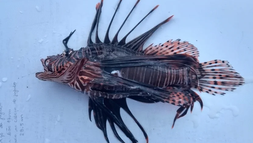 Jovem morre afogado após ser ferido por peixe-leão durante pesca no RN