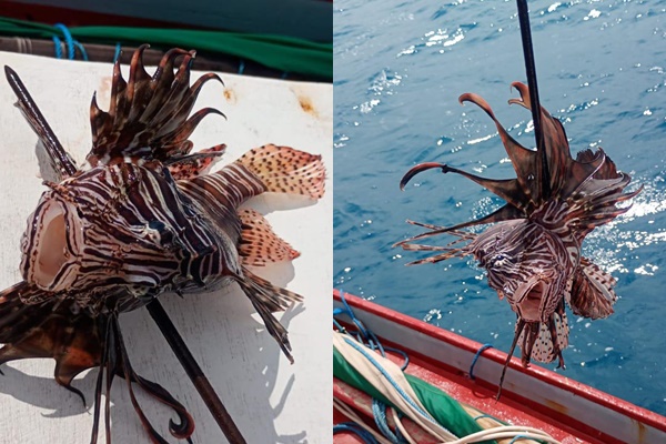 Peixe-leão é capturado por pescadores em Areia Branca