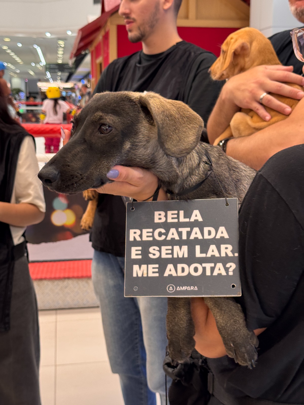 Cães e gatos esperam por um novo lar na galeria Carrefour Natal