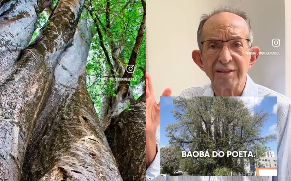 Diógenes da Cunha Lima faz apelo por resgate de baobá em Natal, árvore que pode ter inspirado “O Pequeno Príncipe”