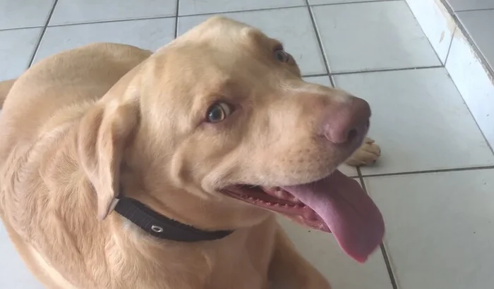 Campanha busca custear tratamento de cão internado em estado grave em Natal