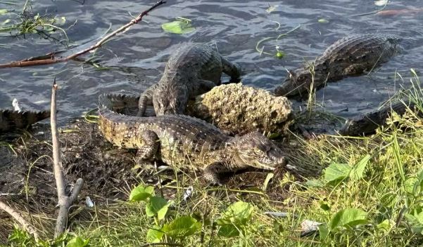 'Viveiro' de Jacarés deve ser mantido em lago perto de escola no RN