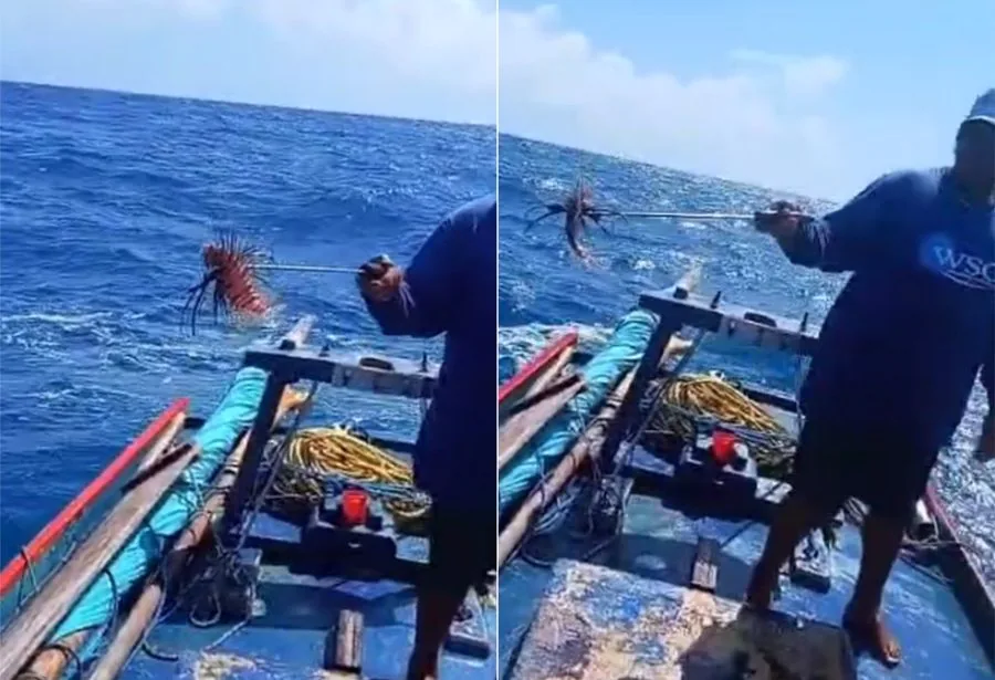 Peixe-leão é capturado no RN; aumento da presença da espécie preocupa pesquisadores