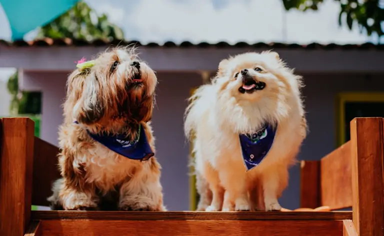 Câmara de Natal aprova lei que cria regras para hospedagem de pets em Natal