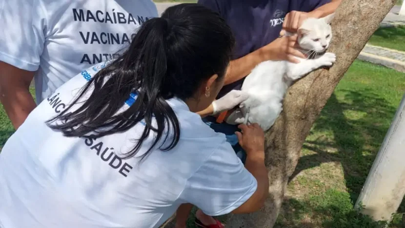 Prefeitura de Macaíba inicia vacinação de cães e gatos nesta segunda-feira 9