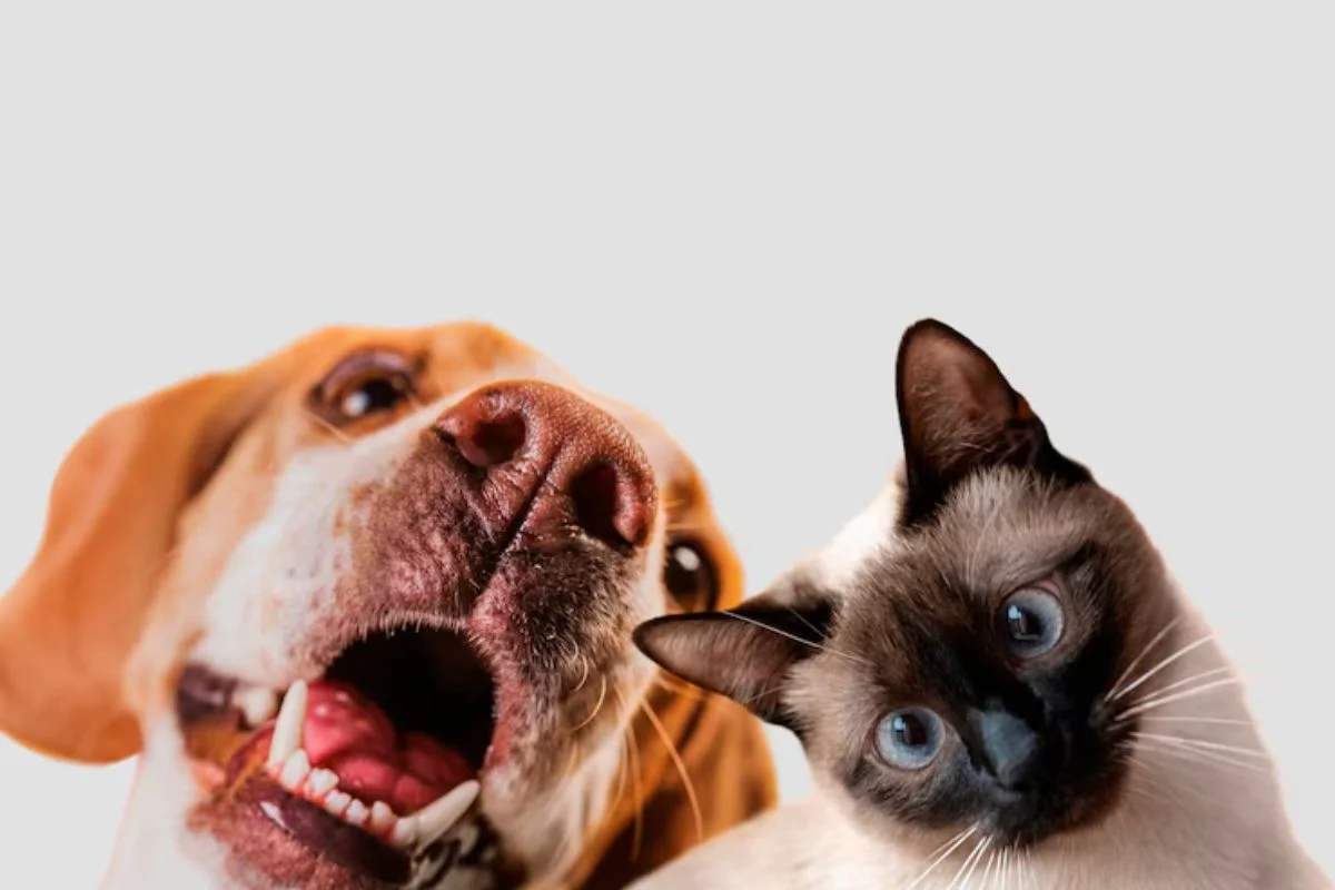 Nova lei proíbe tatuagens e piercings em cães e gatos e prevê até 5 anos de prisão