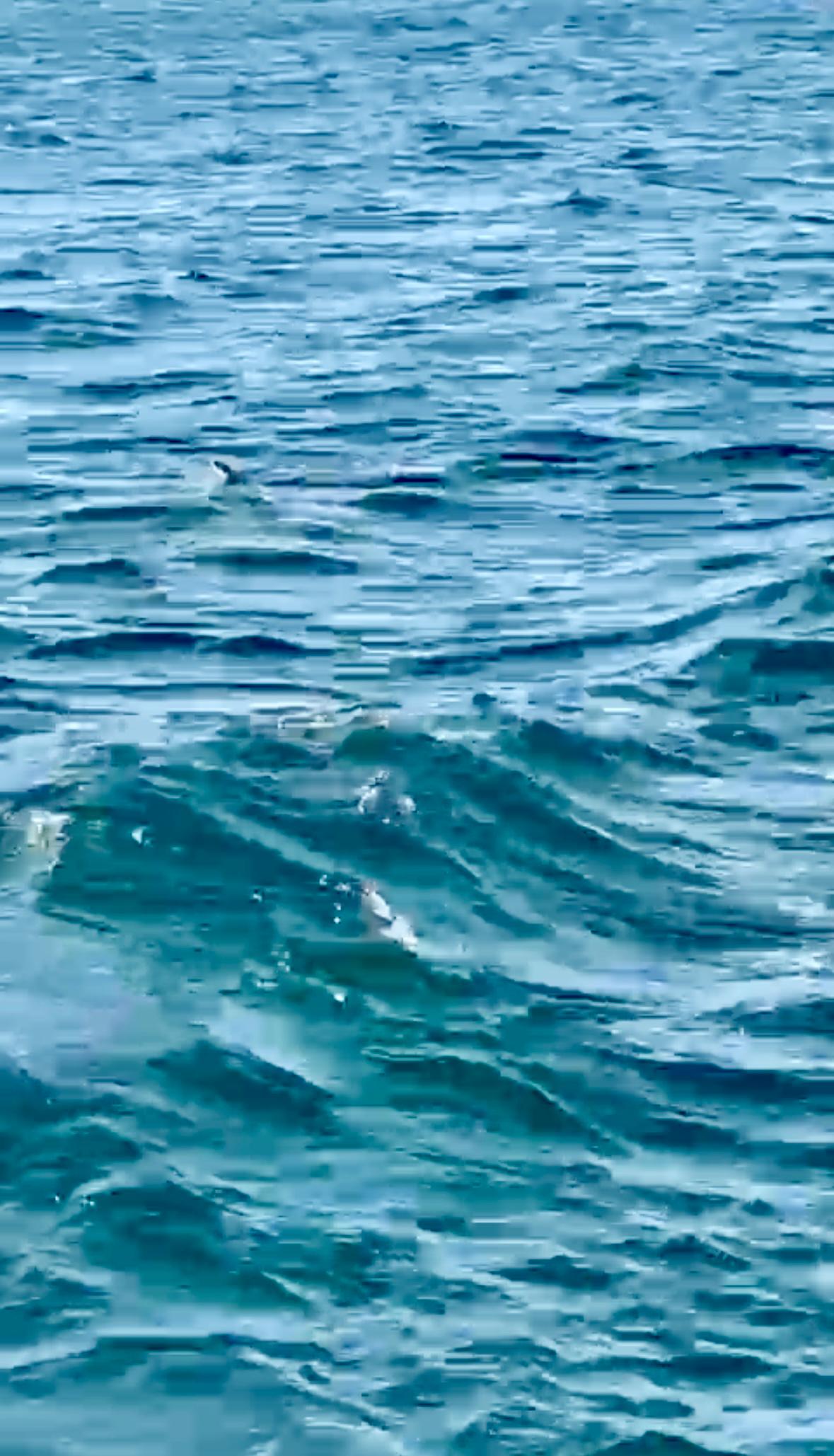 Cobra nadando na Lagoa do Bonfim assusta turistas e viraliza nas redes sociais