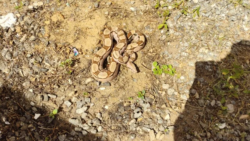 Jiboia é encontrada dentro de casa em Caicó, no RN; bombeiros resgatam animal