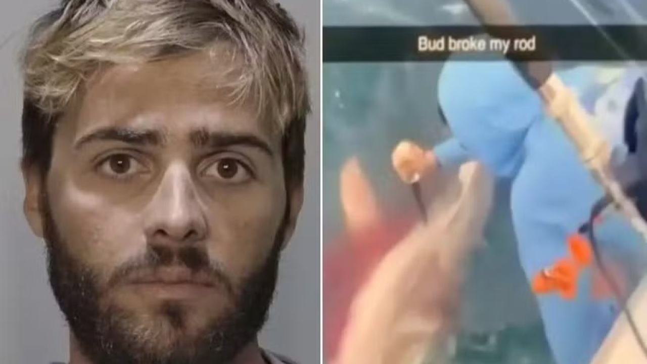 Pescador é detido após esfaquear tubarão em ato de vingança por peixe roubado