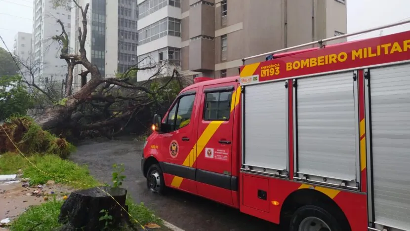 Após chuvas intensas, árvore cai em Tirol, zona Leste de Natal
