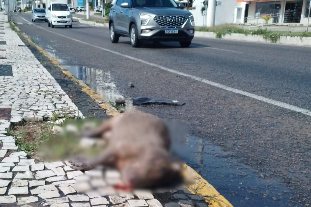 Capivara é atropelada em plena Avenida Roberto Freire, em Ponta Negra