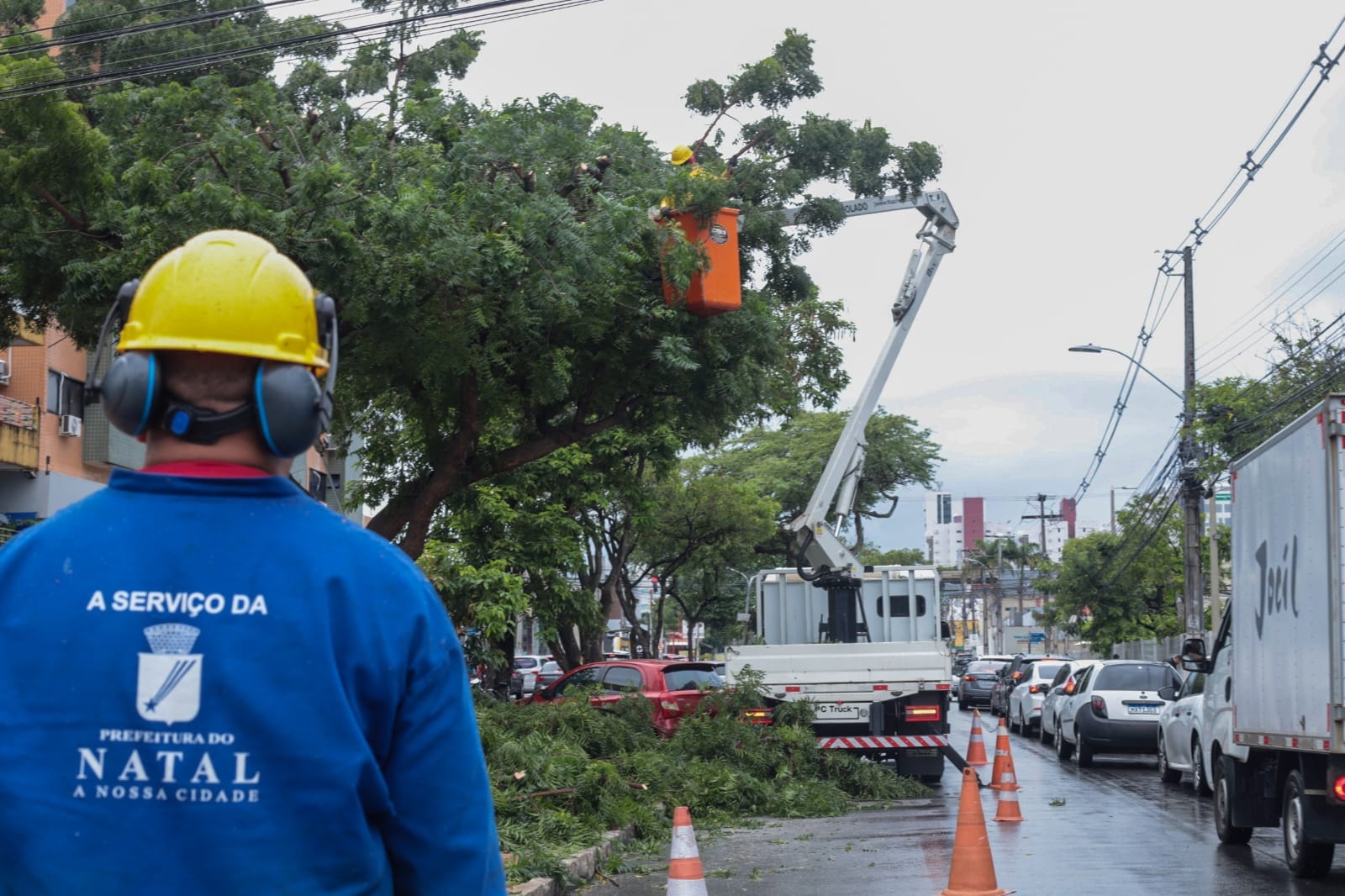 Prefeitura do Natal informa cronograma de poda e manejo arbóreo desta semana
