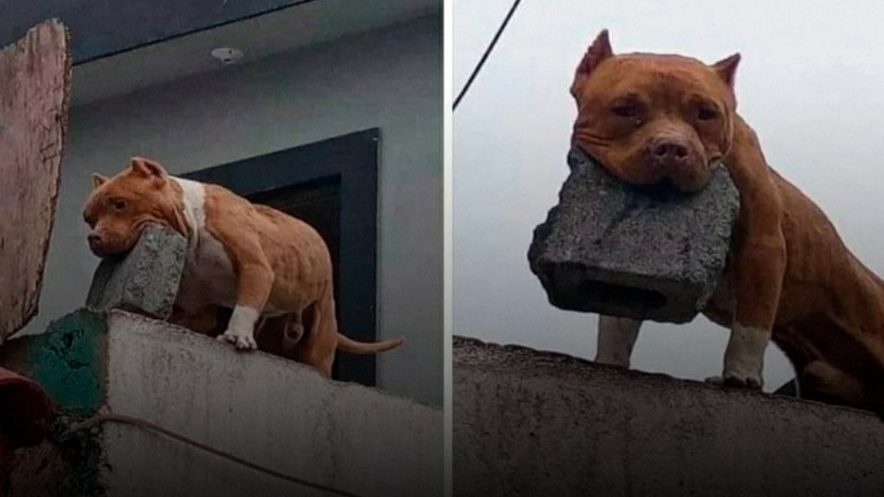 Homem é detido por treinar cachorro a jogar tijolo em quem tocasse sua campainha