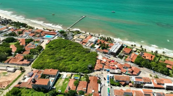 Cajueiro no RN vai perder o posto de maior do mundo com poda? Entenda