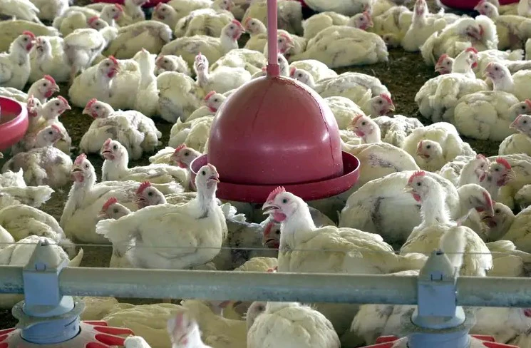 Gripe aviária H5N1 chega ao Ceará e acende alerta para possível avanço ao RN