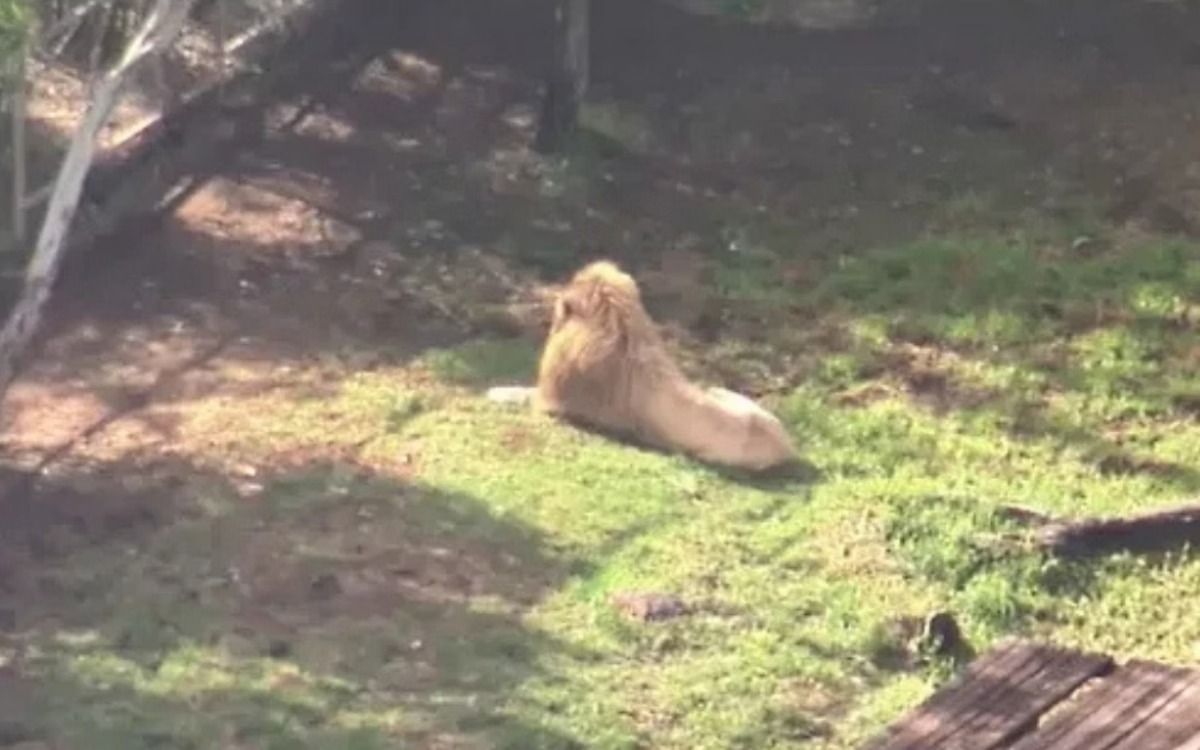 Mulher tem braço arrancado por leão em zoológico na Austrália