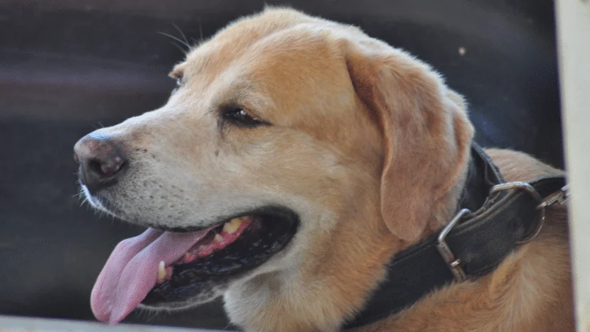 Prefeito de Natal veta projeto que previa licença para servidores por morte de pets