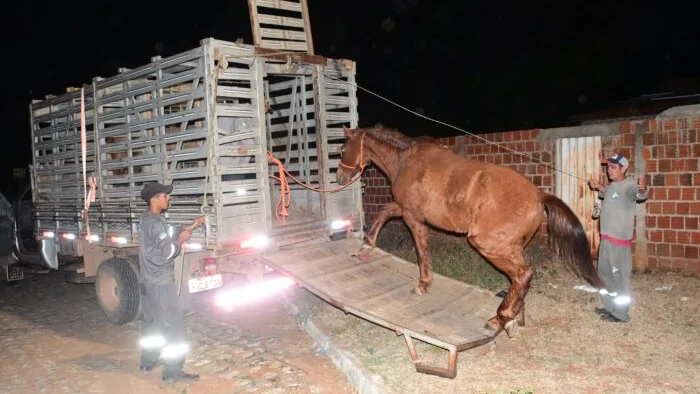 Animais soltos são recolhidos na RN-016 durante ação da Prefeitura do Assú