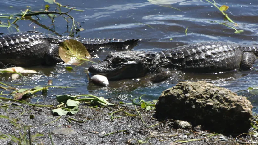 Jacarés serão removidos da lagoa de Maracajaú e levados para outras áreas do RN