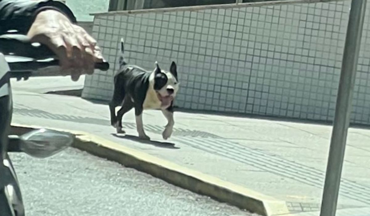 Idoso perde parte de um dedo após ser atacado por pitbulls
