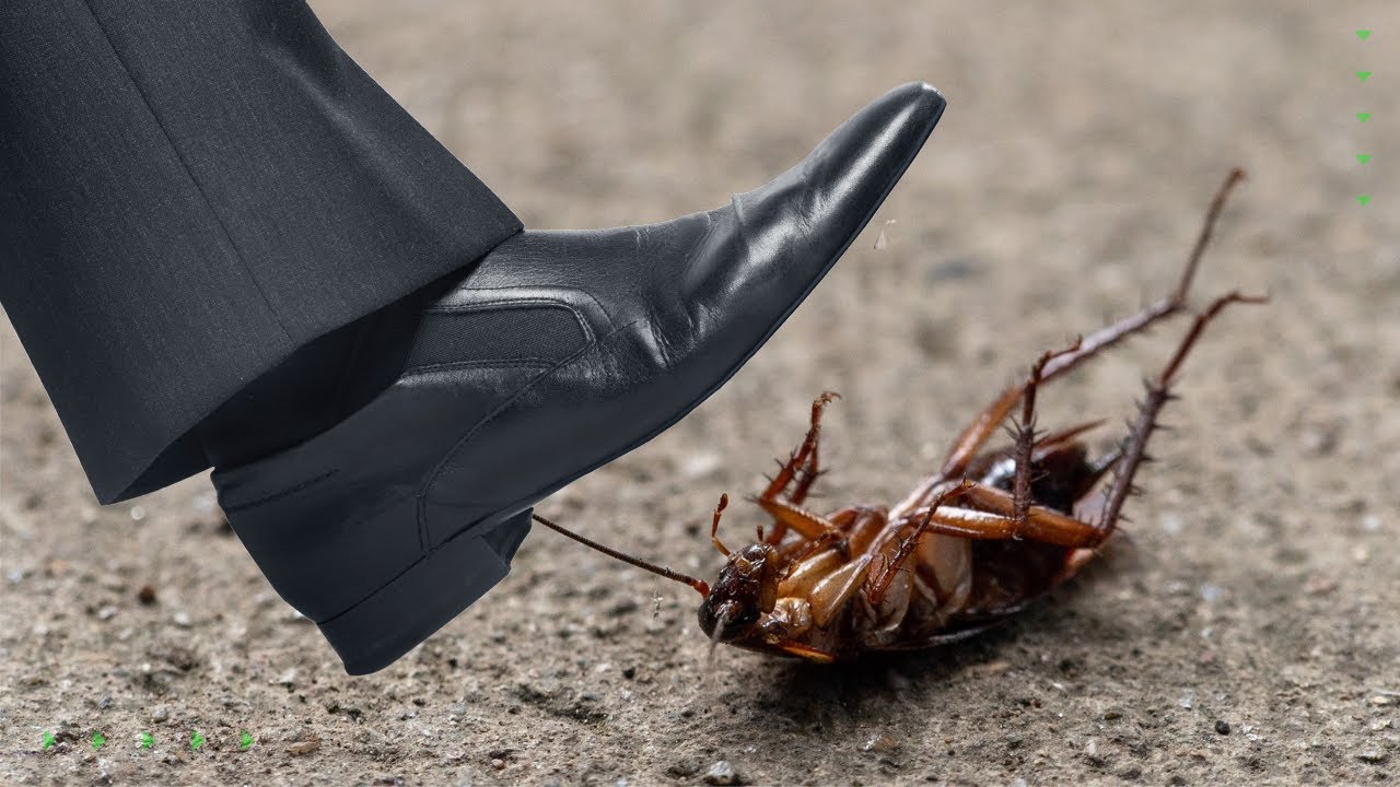 Você sente cheiro de barata? Entenda por que nem todos percebem o odor e isso não é frescura