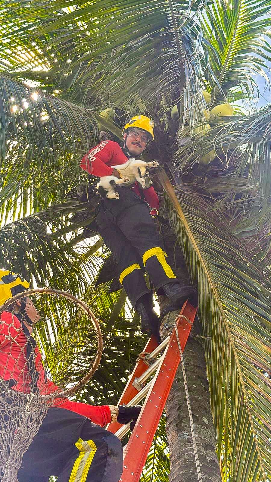 ‘Gata voadora’ é resgatada pelos Bombeiros em cima de coqueiro no RN