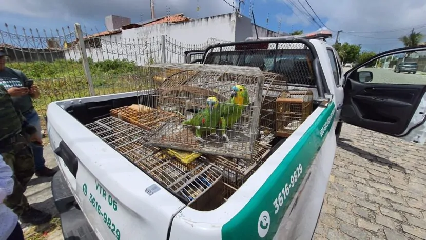 Nove aves silvestres são resgatadas em Neópolis, Zona Sul de Natal