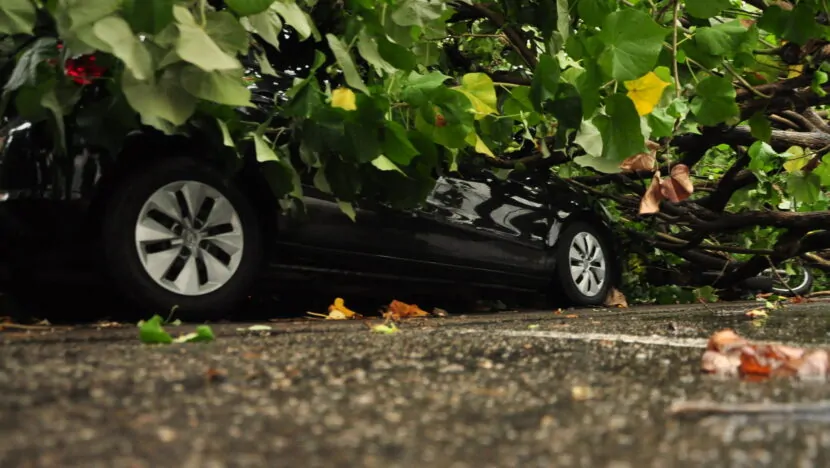 Mulher será indenizada após carro ser danificado por queda de árvore em Natal