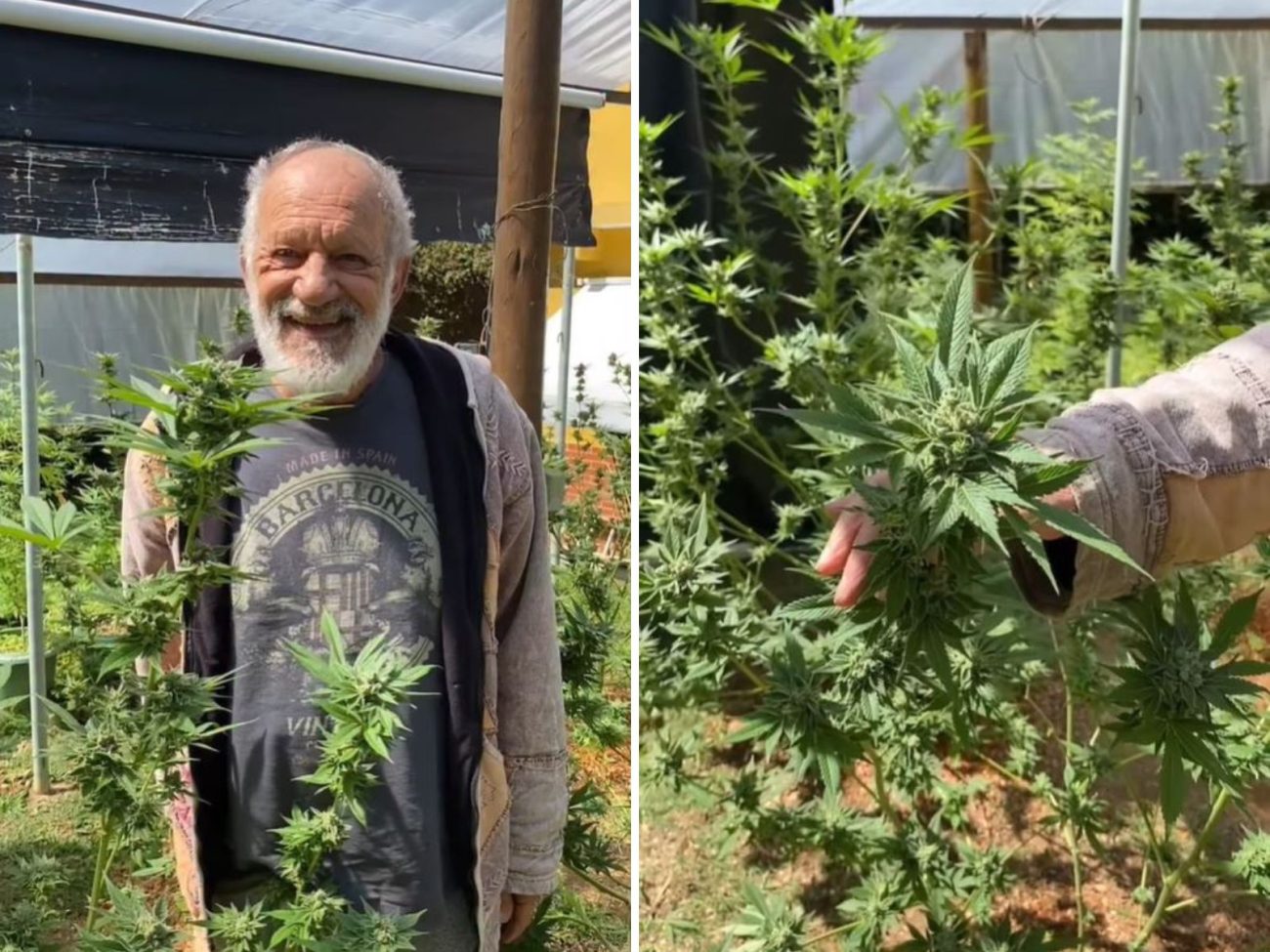 ‘Dia da colheita’: ex-ator da Globo mostra plantação de maconha