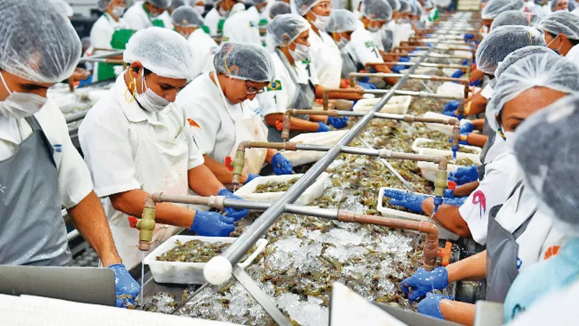 Projeto quer ampliar produção de camarão no RN e formalizar 150 novos criadores até 2026