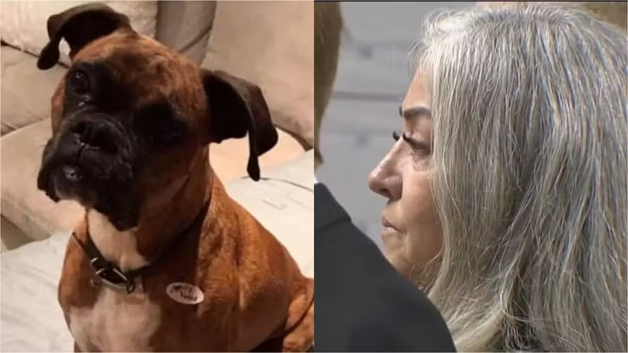 Mulher é indiciada após registrar cadela como eleitora e votar em nome do animal