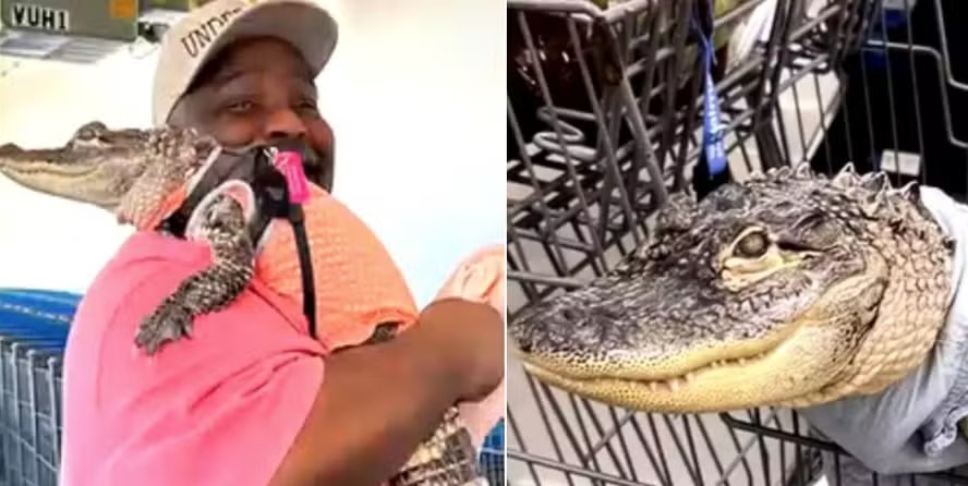 Cliente é proibido de levar jacaré de 'apoio emocional' a supermercado