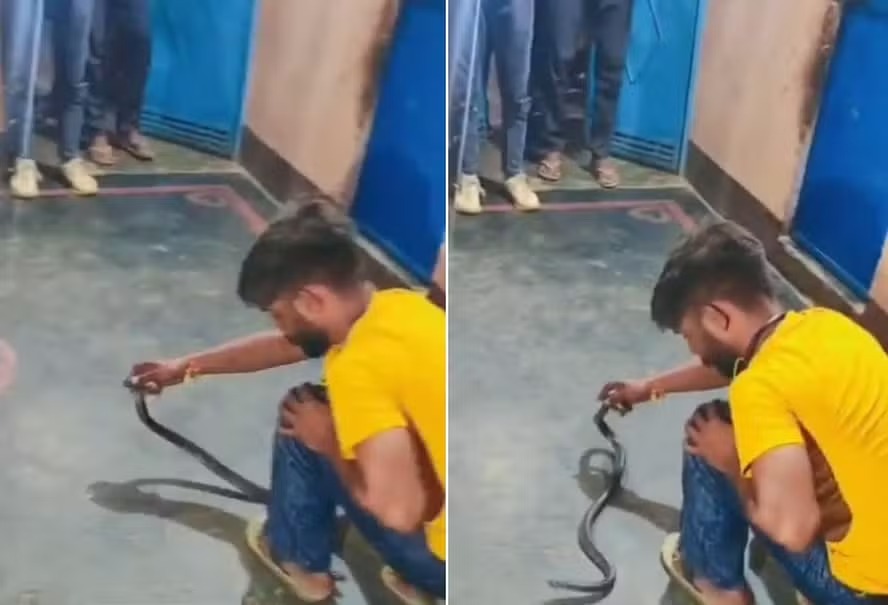 Homem morre picado após topar receber R$ 35 para capturar cobra venenosa na casa de vizinho