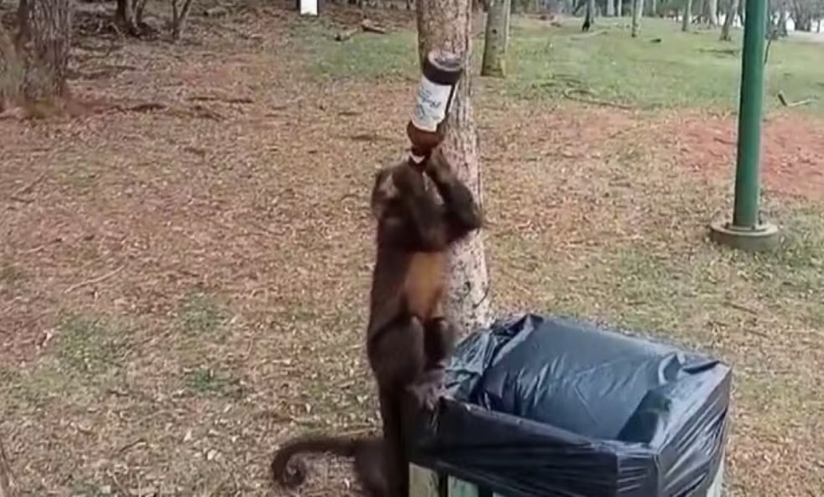 Macacos podem ser os responsáveis por humanos gostarem tanto de álcool, diz estudo