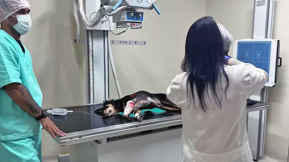 Cachorro é baleado em comunidade após ser 'jurado de morte' por traficantes