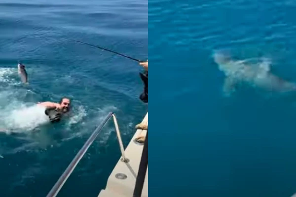 VÍDEO: Homem é surpreendido por tubarão ao pular no mar