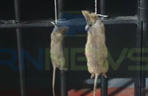 Ratos mortos são encontrados pendurados na ala onde detento foi assassinado em presídio do RN
