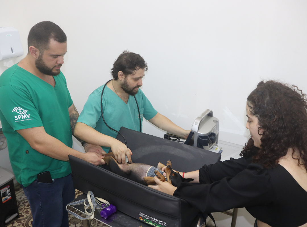 Hospital Municipal Veterinário comemora um ano como referência em acolhimento à população animal