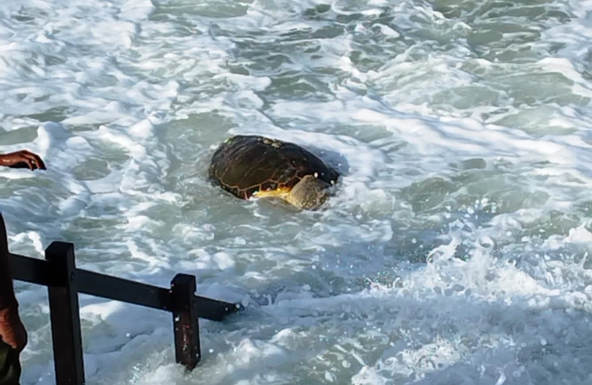 Tartaruga morta é encontrada na Praia do Meio