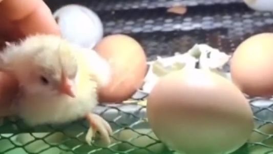 "Pinto perfeito" chocado em criadouro no Rio Grande do Norte causa espanto e ganha repercusão na web: "Nunca tinha visto"