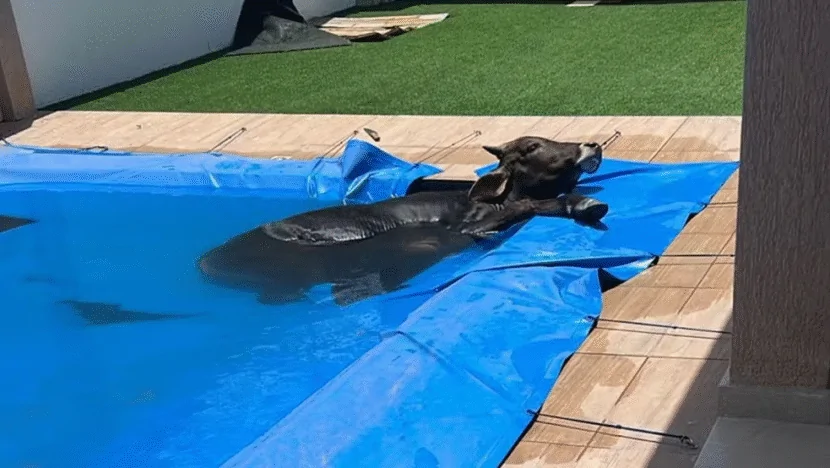 Boi cai em piscina de residência em Grossos (RN)