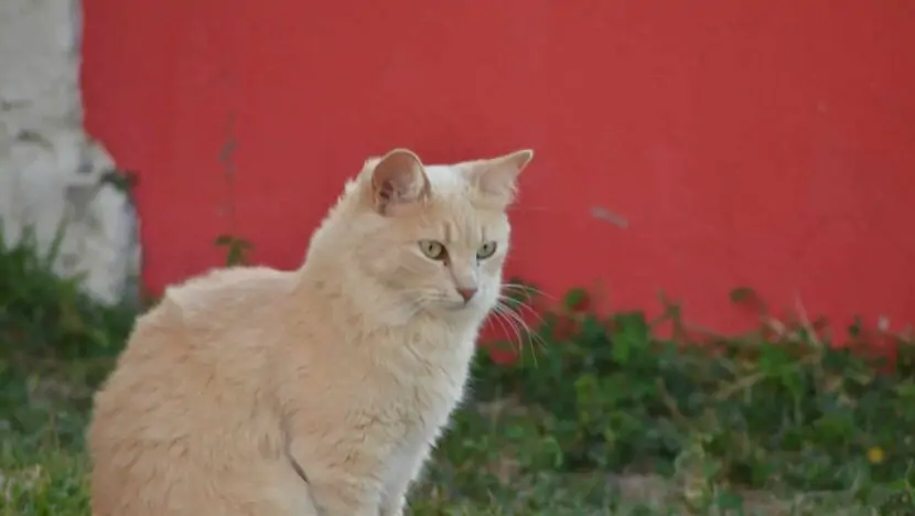 Parnamirim se torna o primeiro município do RN a oferecer tratamento gratuito para esporotricose em gatos