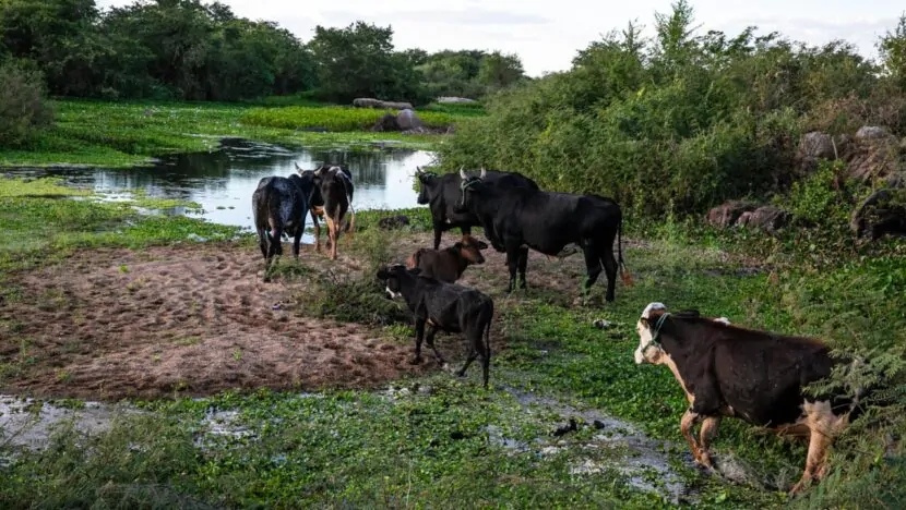 Governo do RN decreta situação de emergência por seca em 147 municípios