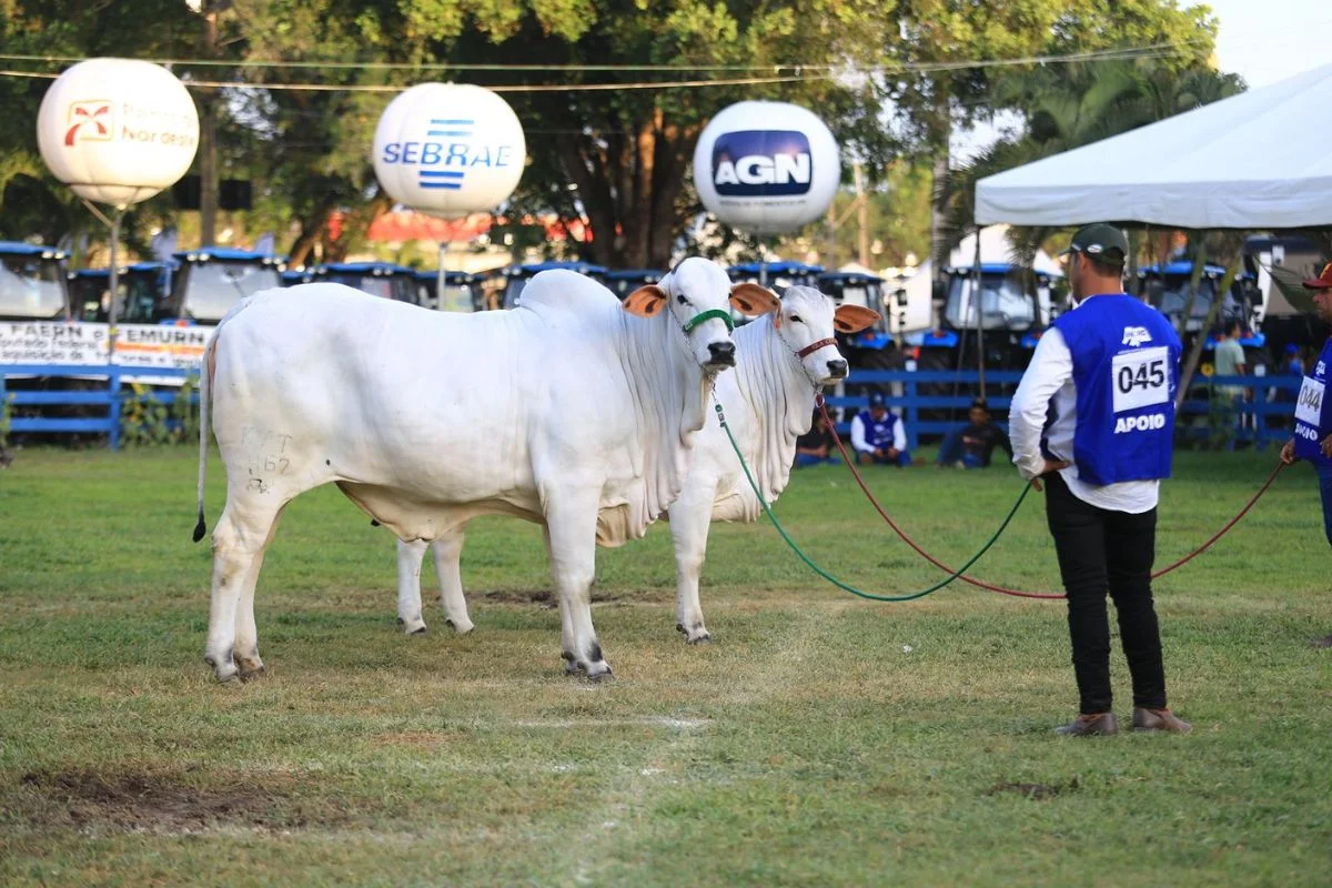 Festa do Boi deverá ter R$ 85 milhões em negócios e mais de 500 mil visitantes