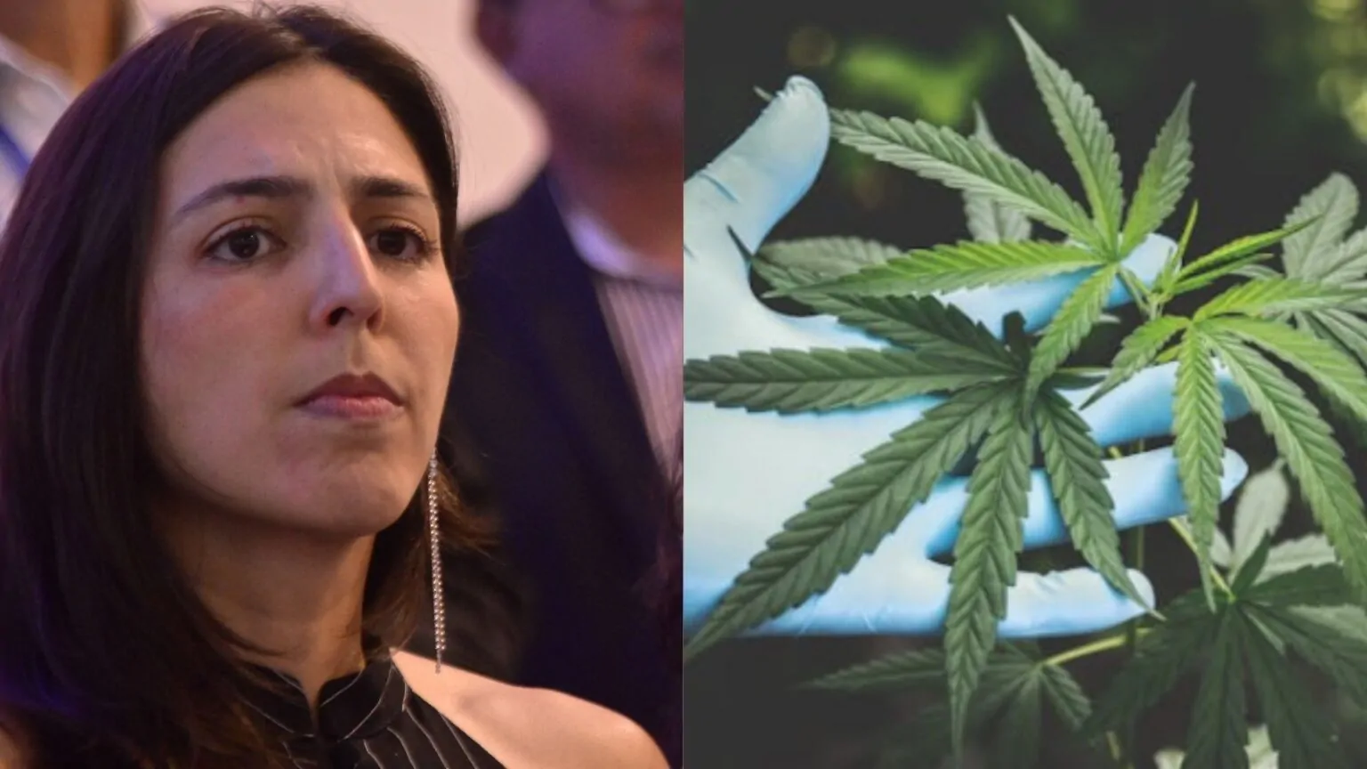 “Regulamentar a cannabis é um ato de amor e coragem”, diz Natália Bonavides